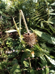 Geum japonicum
