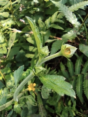 Geum japonicum