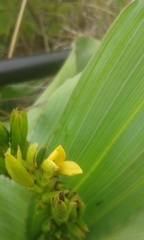 Hypoxis colchicifolia