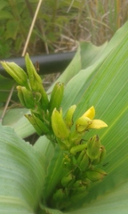 Hypoxis colchicifolia