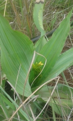 Hypoxis colchicifolia