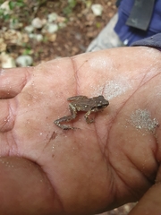 Eleutherodactylus abbotti