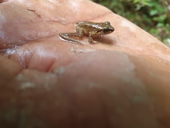 Eleutherodactylus abbotti