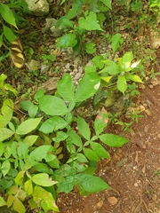 Heraclides machaonides