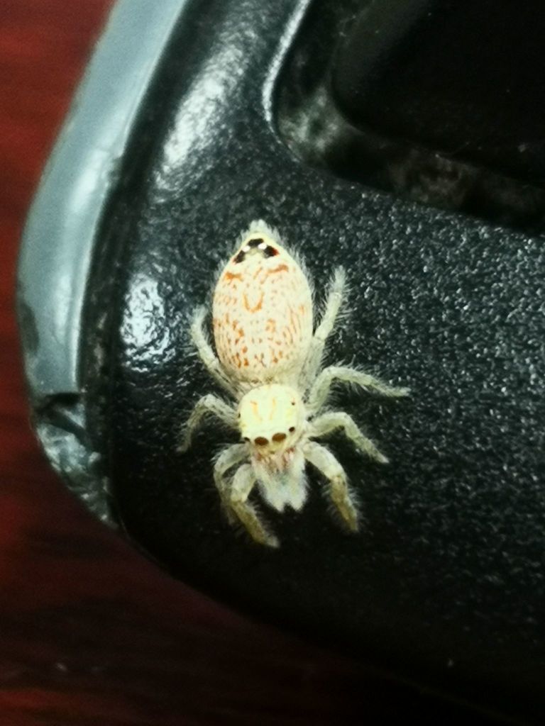 Rudakius afghanicus