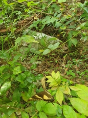 Heraclides machaonides