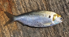 Nematalosa japonica