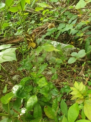 Heraclides machaonides