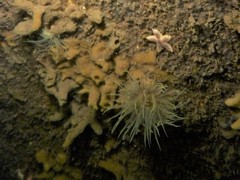 Sagartiogeton undatus