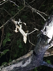 Anolis barahonae