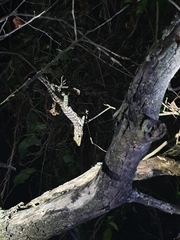 Anolis barahonae