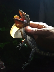 Anolis barahonae