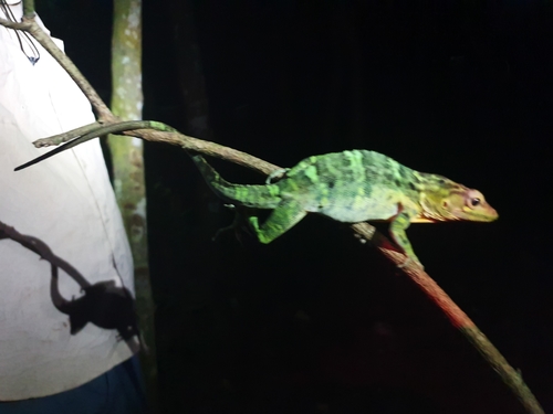 Barahona Anole