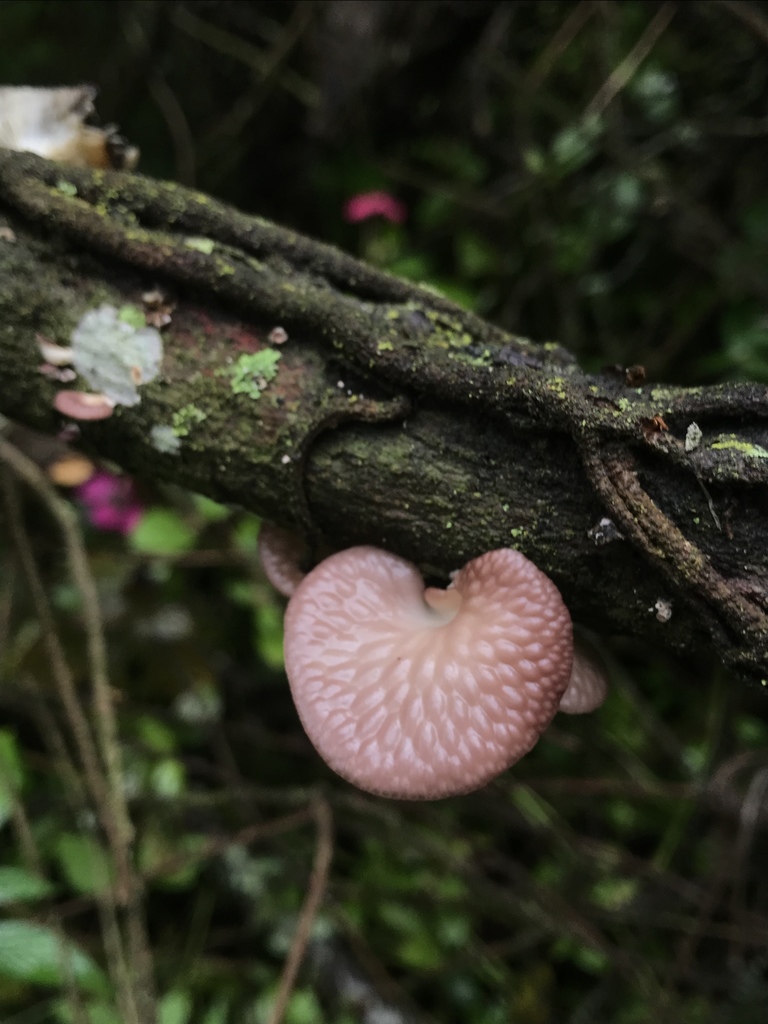 Neofavolus subpurpurascens · November 2020 · photo: © nbareschu (iNaturalist, cc-by)