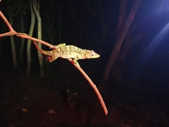 Anolis barahonae