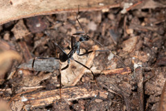 Leptomyrmex mjobergi