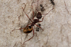 Dolichoderus extensispinus