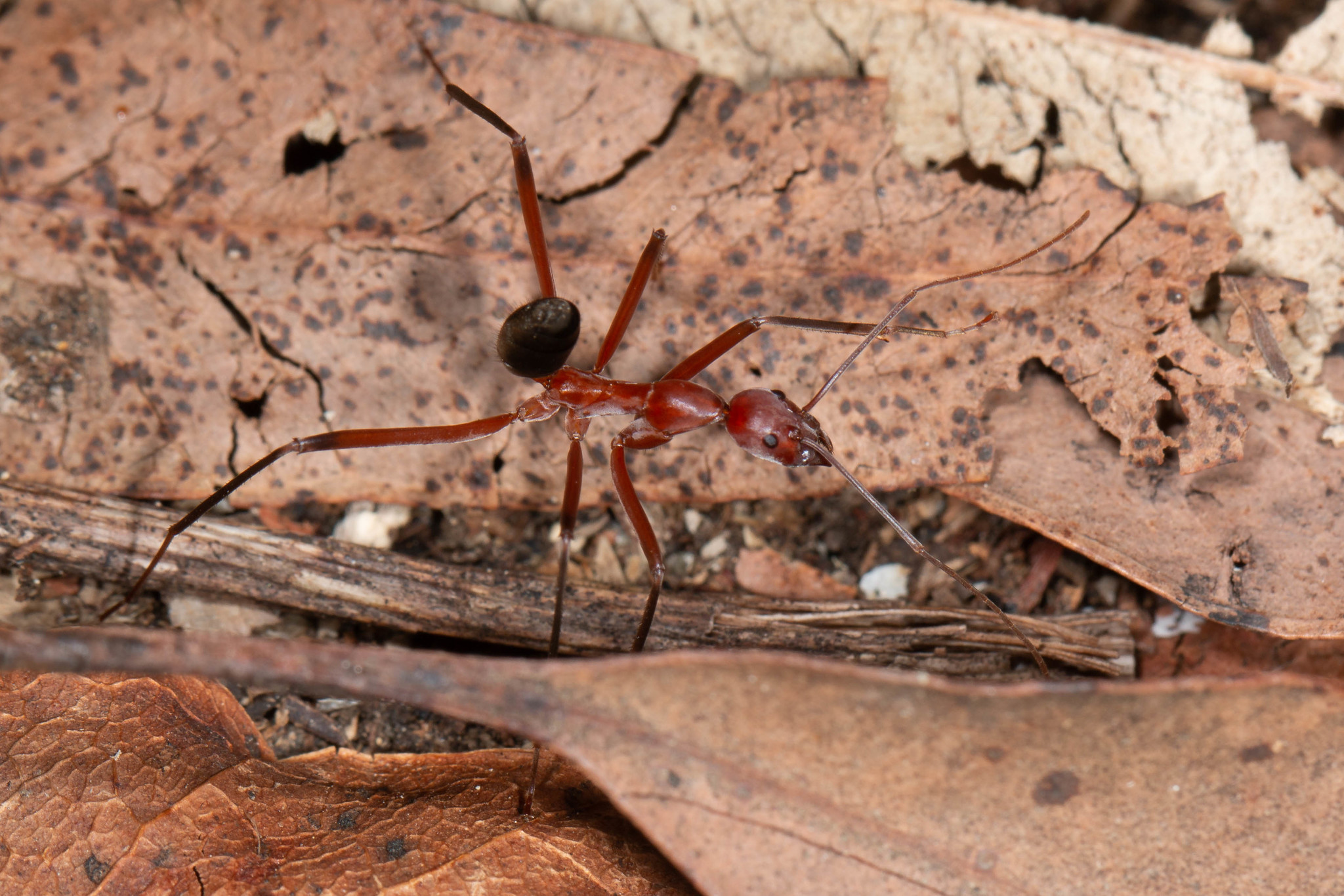 Leptomyrmex tibialis