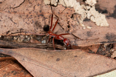 Leptomyrmex tibialis