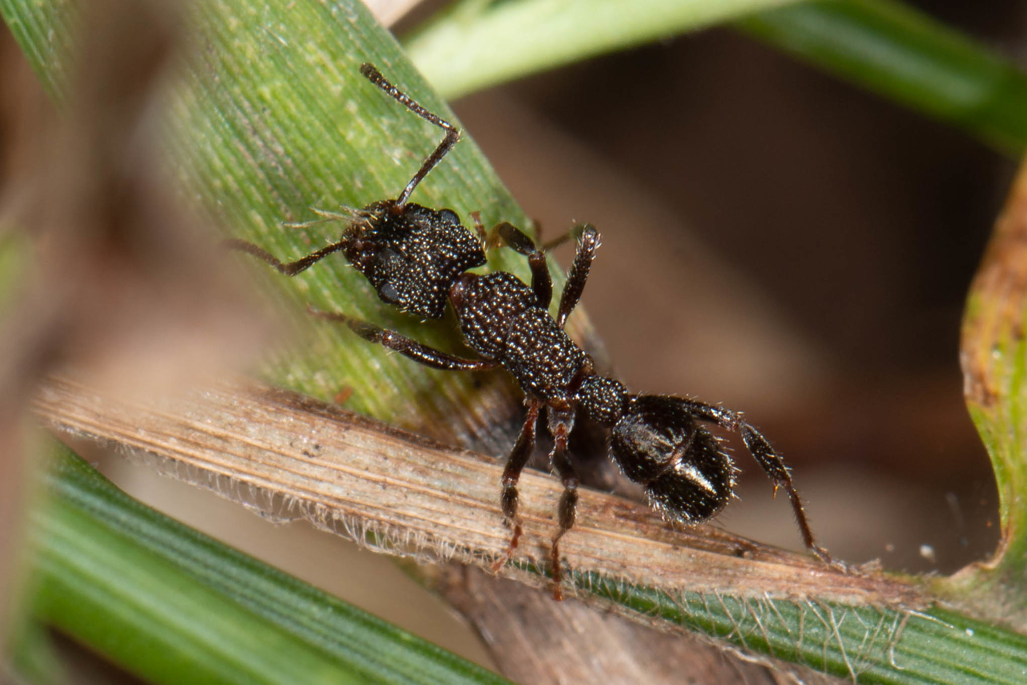 Rhytidoponera anceps