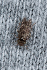 Lepidopsocidae