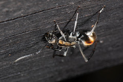 Polyrhachis brisbanensis