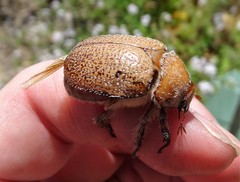 Anoplognathus velutinus