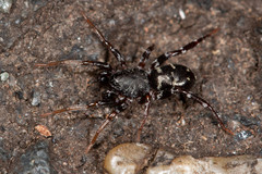 Disnyssus