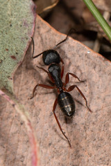 Camponotus hartogi