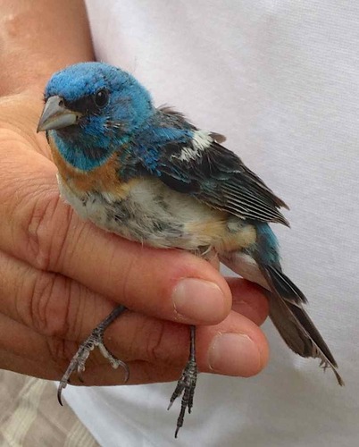 iNaturalist observation photo of Lazuli Bunting