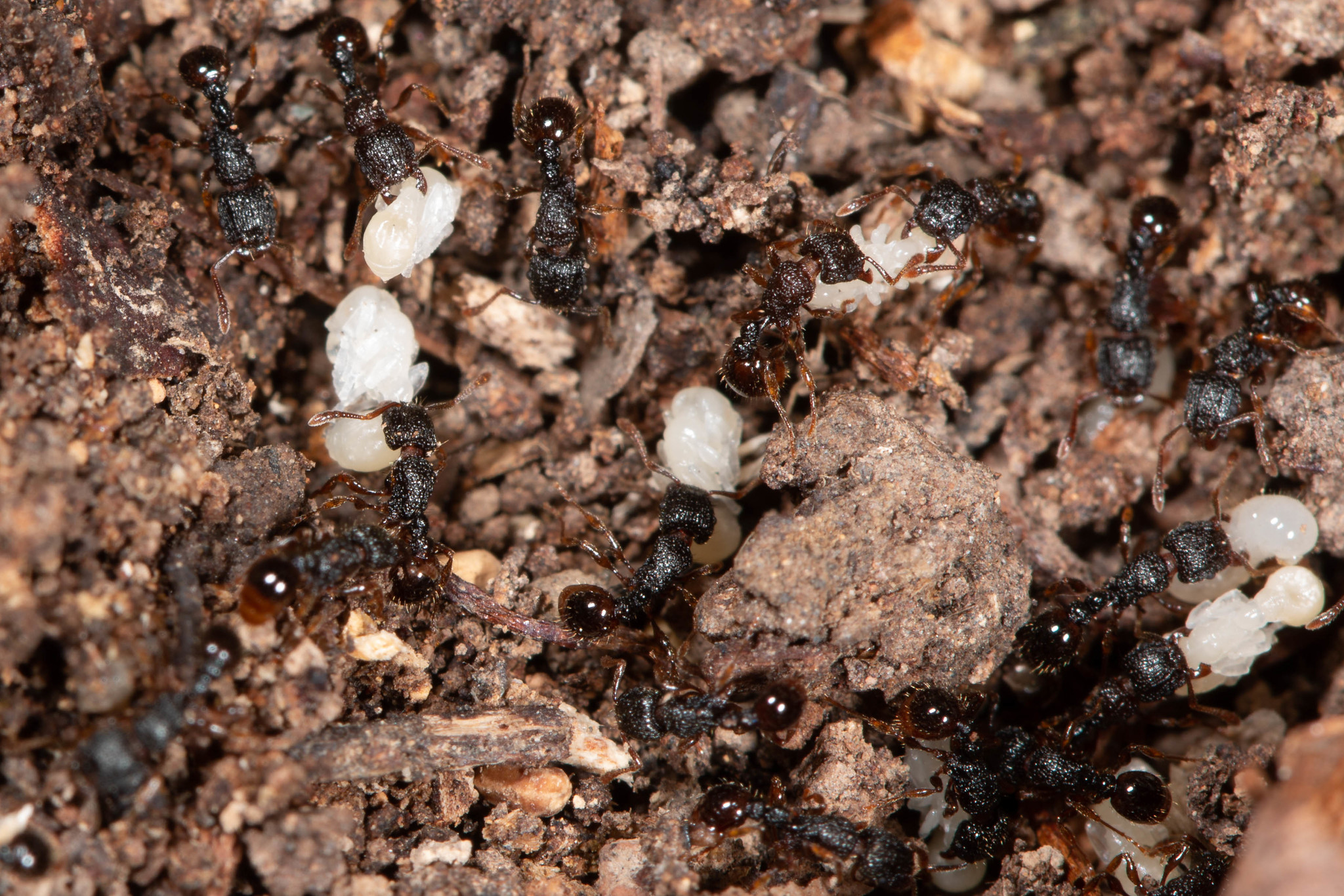 Tetramorium confusum