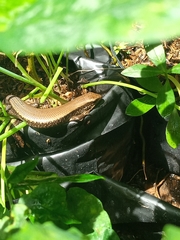 Eutropis multifasciata