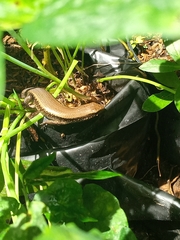 Eutropis multifasciata