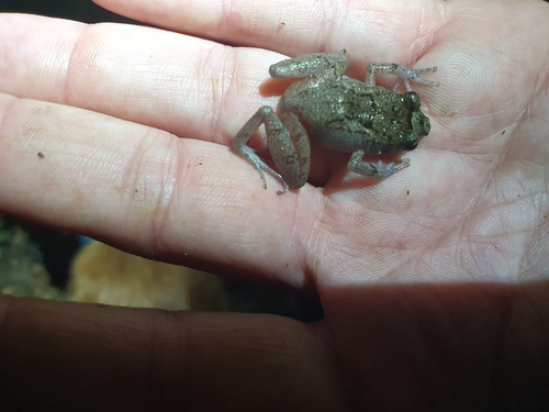 Furcy Robber Frog, Eleutherodactylus furcyensis