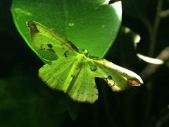 Corymica pryeri
