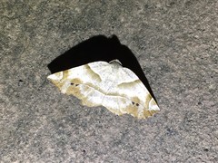 Endropiodes indictinaria