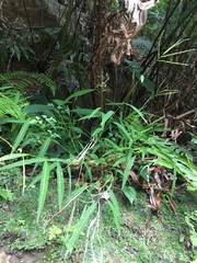 Microstegium ciliatum