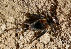 Modicogryllus frontalis