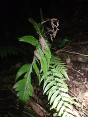 Anolis bahorucoensis