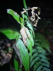 Anolis bahorucoensis