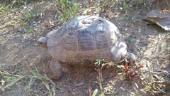Testudo graeca