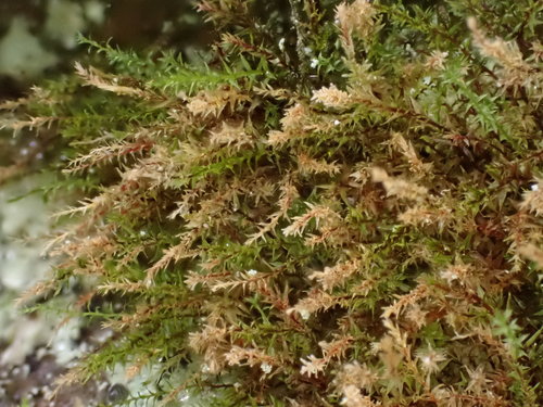 Pohlia tundrae