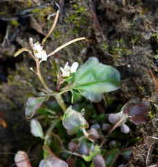 Cardamine scutata