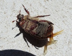 Anoplognathus velutinus