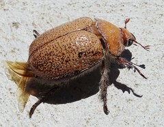 Anoplognathus velutinus