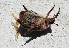 Anoplognathus velutinus