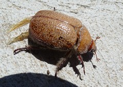 Anoplognathus velutinus
