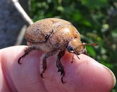 Anoplognathus velutinus