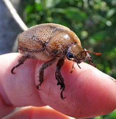 Anoplognathus velutinus