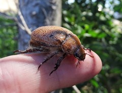 Anoplognathus velutinus